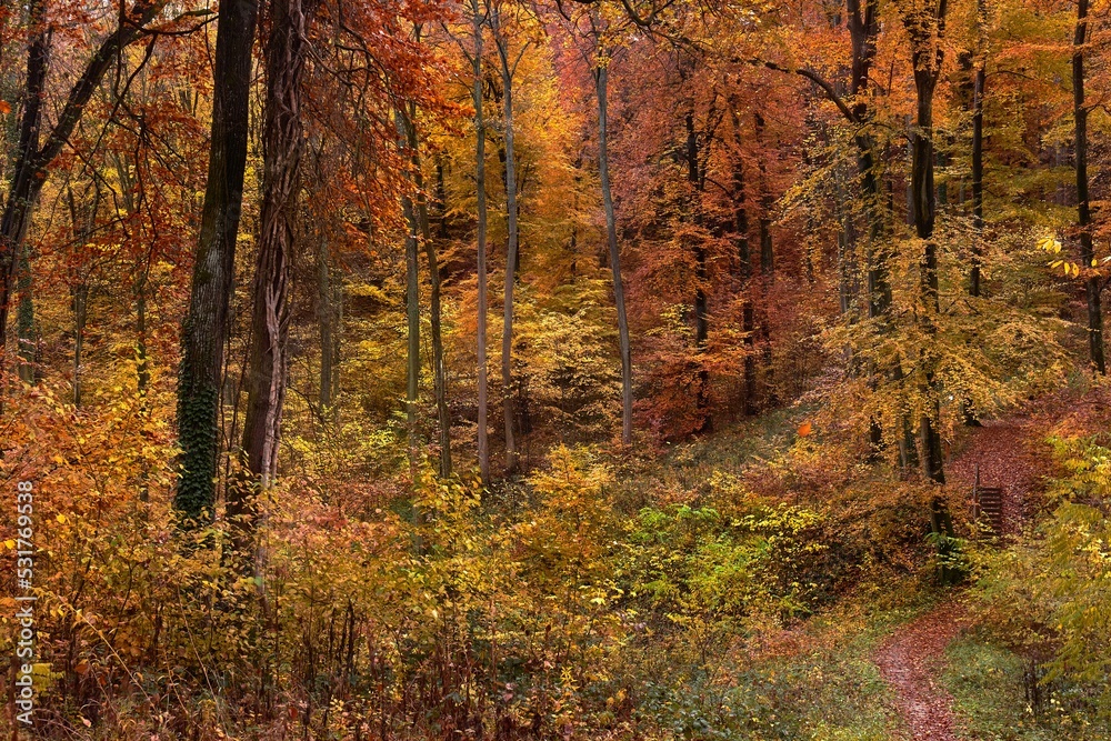 Autumn colors in a forest