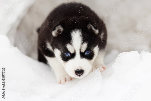 Winter portrait of a cute blue-eyed Siberian husky puppy