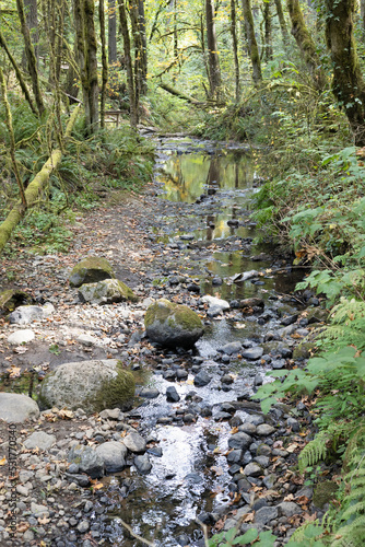 Balch Creek that runs through Portland Audubon in Portland, Oregon. 