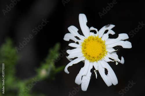 Marguerite Argyranthemum adauctum canariense eaten by insects. Integral Natural Reserve of Inagua. Gran Canaria. Canary Islands. Spain. photo