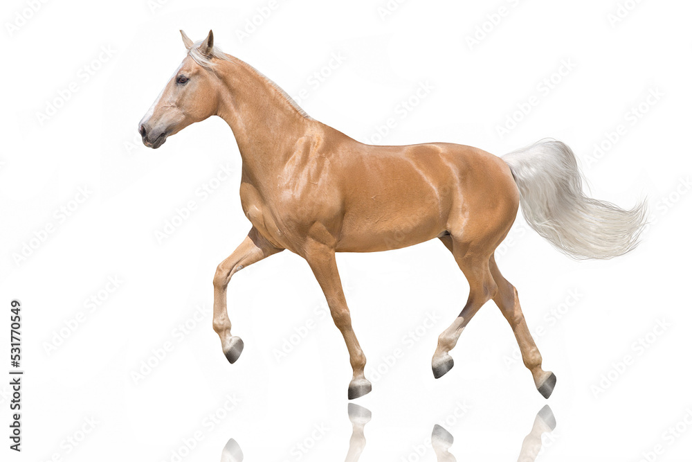 Obraz premium horse isolated on white background