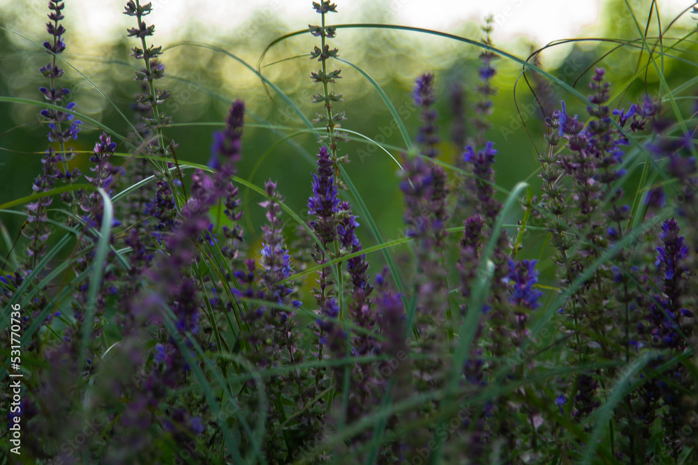 meadow sage, beautiful field grass, purple wildflowers, nature, natural colors