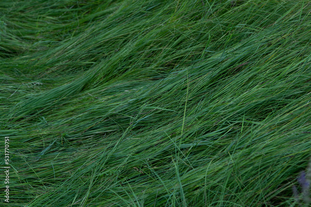 Green long, cold grass, lies calmly, grass texture, lying grass Green long, cold grass, lies calmly, grass texture, lying grass