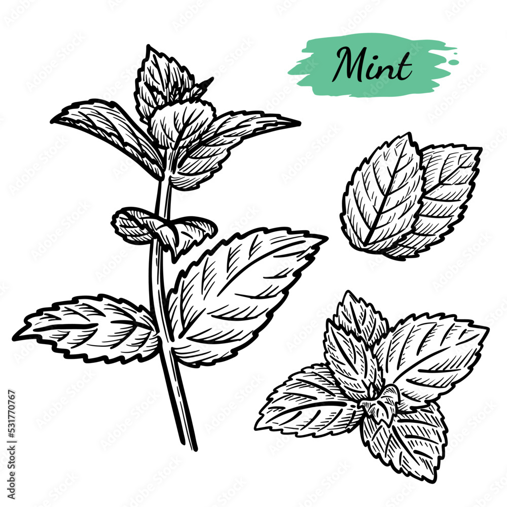 Black and white vector illustration set of mint plant in sketch style on transparent background. Black and white vector illustration set of mint plant in sketch style on transparent background.
