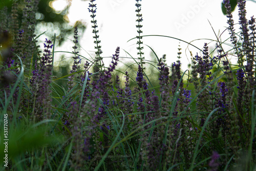 meadow sage, beautiful field grass, purple wildflowers, nature, natural colors