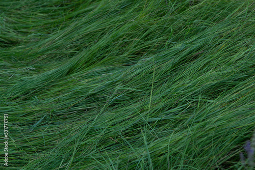 Green long, cold grass, lies calmly, grass texture, lying grass