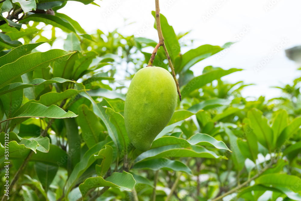 Fresh green mango on a mango tree,mango farm in summer.
