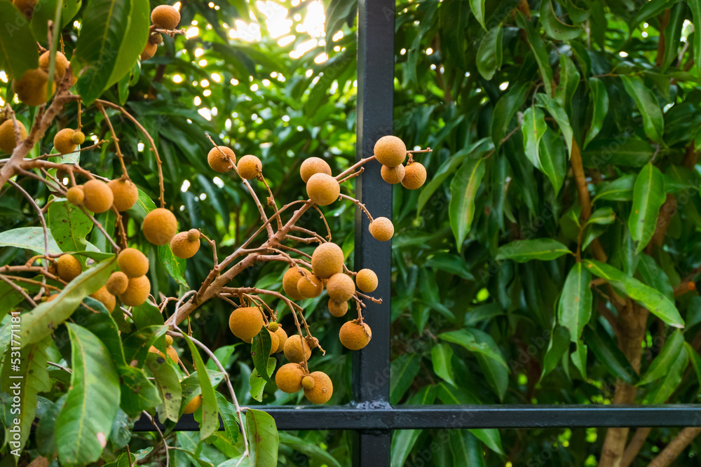 Longan bunch on longan tree,Longan orchards in Lamphun,Thailand. Longan bunch on longan tree,Longan orchards in Lamphun,Thailand.