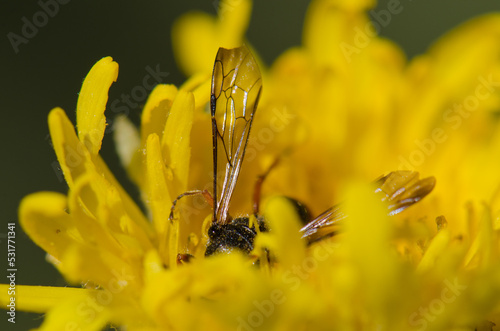 Wasp Cerceris concinna feeding on a flower. Integral Natural Reserve of Inagua. Gran Canaria. Canary Islands. Spain. photo