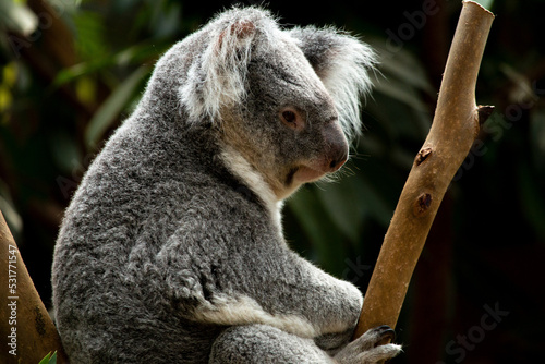 Photography koala in a tree