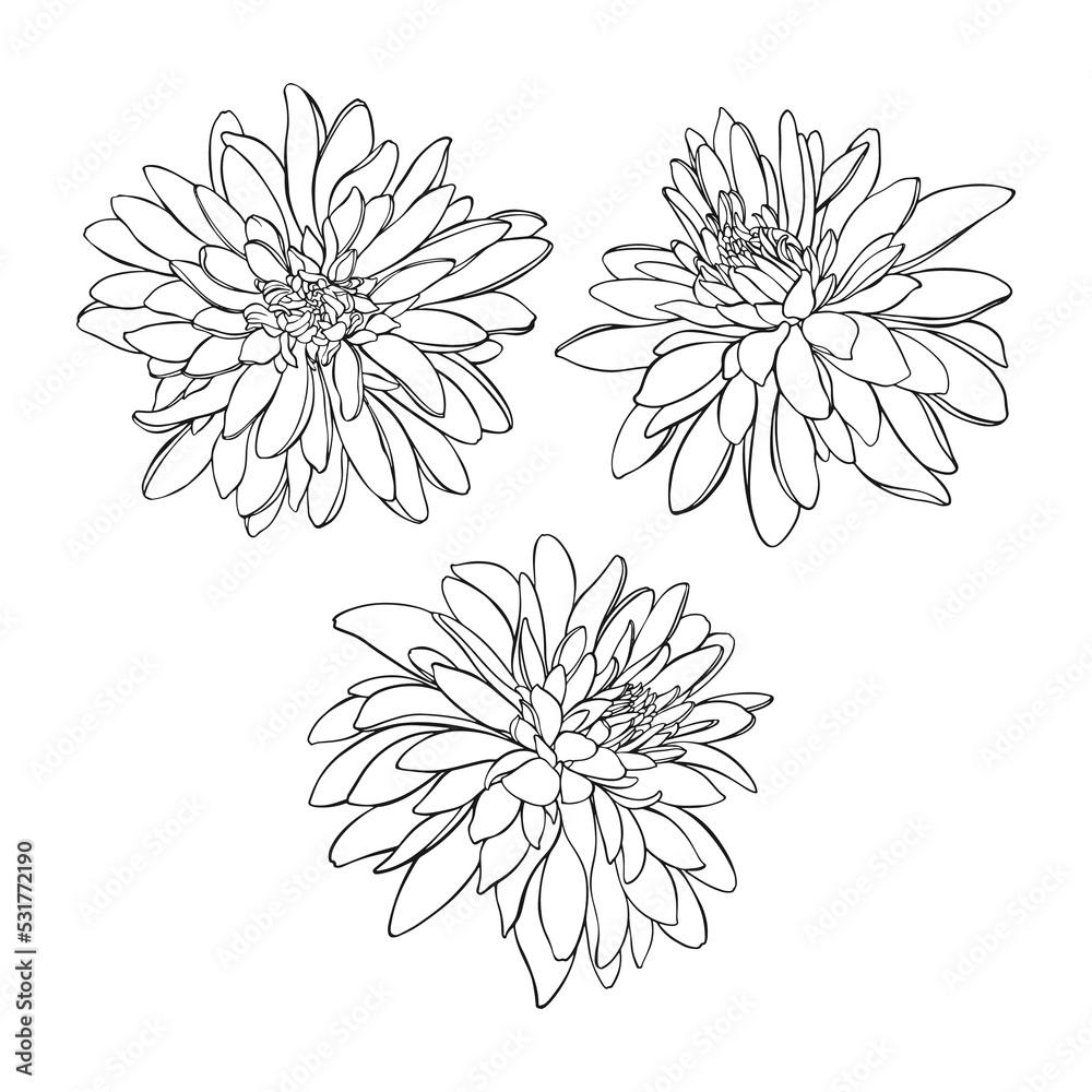 Flowers. Rudbeckia, Golden Balls. Hand drawn vector illustration on white. Black and white. Isolated elements. Perfect for invitations, greeting cards and as a design element.