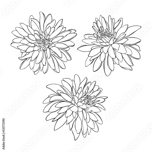 Flowers. Rudbeckia, Golden Balls. Hand drawn vector illustration on white. Black and white. Isolated elements. Perfect for invitations, greeting cards and as a design element.