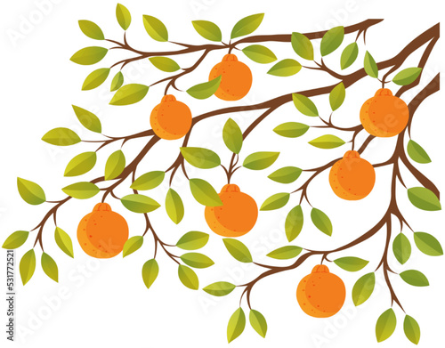 Orange citrus tree branch vector illustration. Summer nature, tropical exotic tree with green leaves and fruits of mandarin. Tangerines or oranges on brach. Natural eco food, fruit garden element
