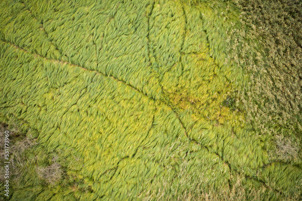 Animal trails crossing dense green grass and reed vegetation in wetlands. Top drone view of paths going trough marshlands in summer season. Background from nature. Animal trails crossing dense green grass and reed vegetation in wetlands. Top drone view of paths going trough marshlands in summer season. Background from nature.