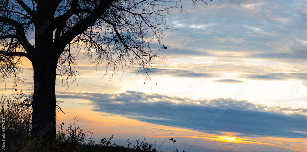 Obraz premium Silhouette of tree sunset backgroud. Silhouette of tree beautiful sunset on nature background for travel in autumn time