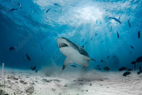 Obraz na plátně Dangerous tiger shark in the deep blue of Indian Ocean near Maldives landscape u