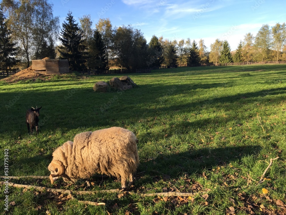 Fototapeta premium mouton dans un pré