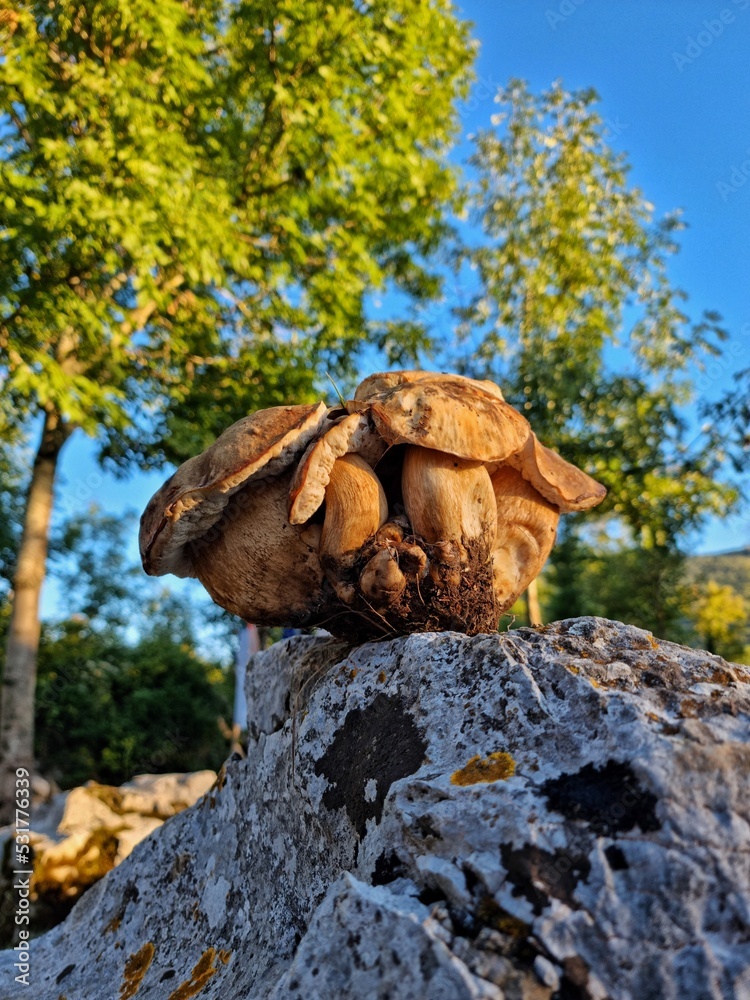 porcini mushrooms on stone
