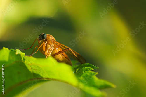 dragonfly on a green leaf