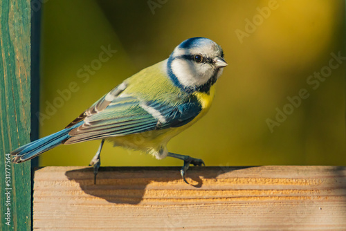The tits, chickadees, and titmice constitute the Paridae, a large family of small passerine birds which occur mainly in the Northern Hemisphere and Africa.