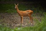 Roe deer in the forest during rain