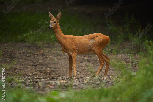 Fototapeta Naklejka Na Ścianę i Meble -  Roe deer in the forest during rain
