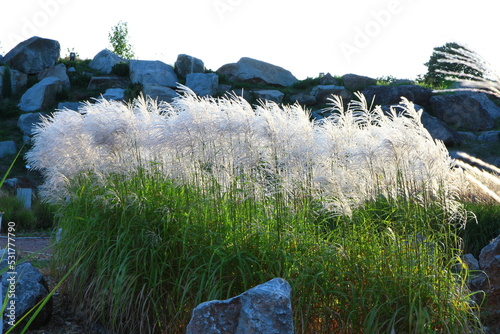 Chinese silver grass (Miscanthus sinensis) growing in a garden photo