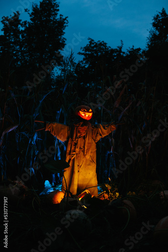 Scary pumpkin scarecrow in a cornfield at night. Halloween holiday concept. © dsheremeta