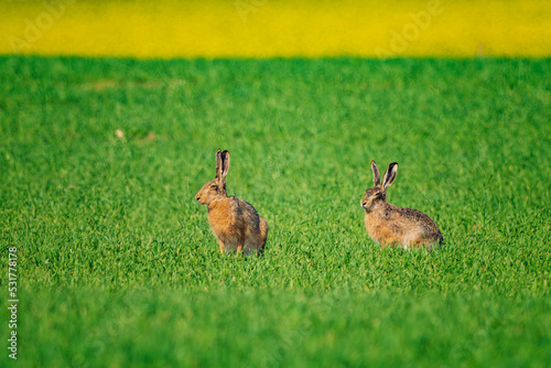 The European hare  Lepus europaeus   also known as the brown hare  is a species of hare native to Europe and parts of Asia. 