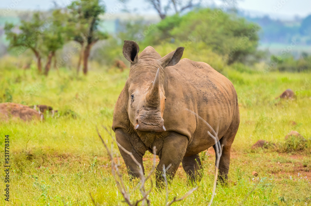 Fototapeta premium Portrait of an African white Rhinoceros or Rhino or Ceratotherium simum also know as Square lipped Rhinoceros in a South African game reserve