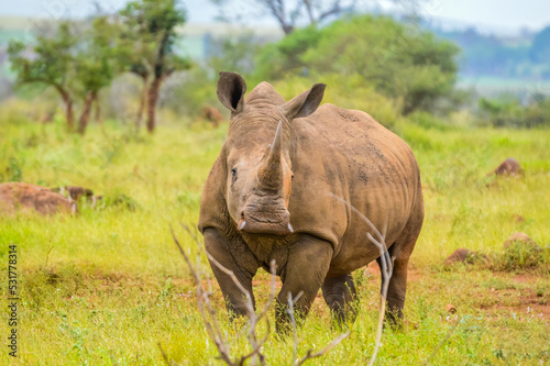 Portrait of an African white Rhinoceros or Rhino or Ceratotherium simum also know as Square lipped Rhinoceros in a South African game reserve