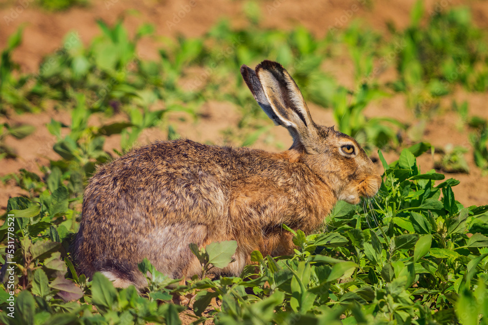 Obraz premium The European hare (Lepus europaeus), also known as the brown hare, is a species of hare native to Europe and parts of Asia. 