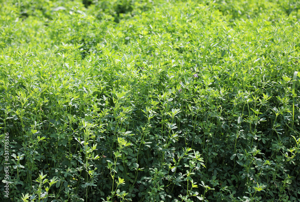 special grass used as fodder as feed for breeding cows