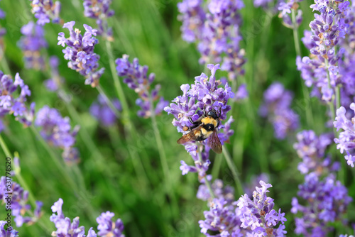 Bumblebee flying from flower to lavender flower to pollinate plants