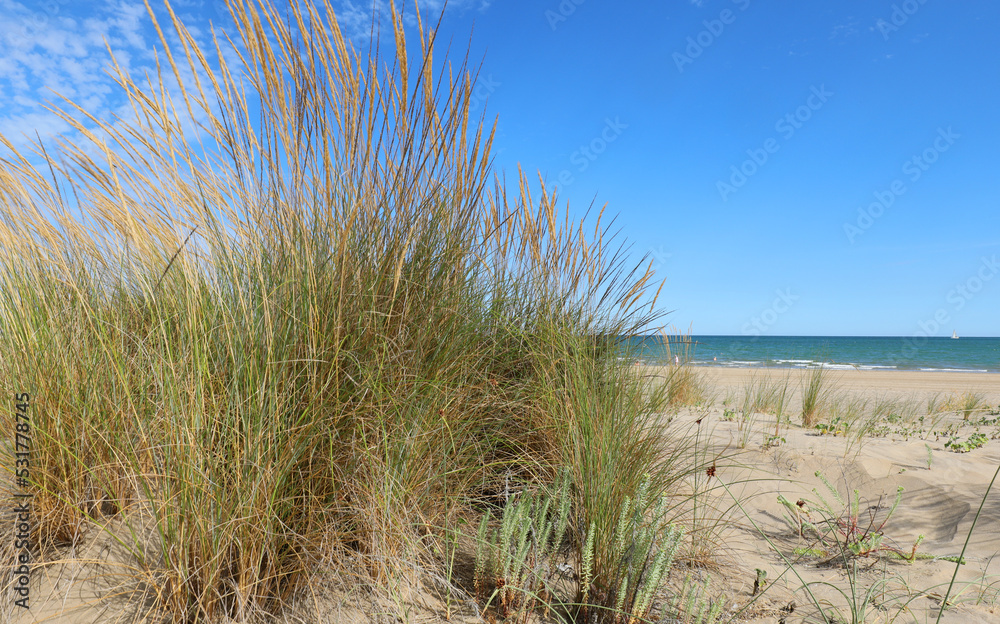 desert landscape with sand dunes and bushes and the sea in the distance