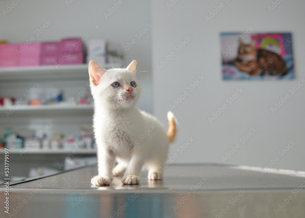 portrait of a small red point kitten on the vet's examination table