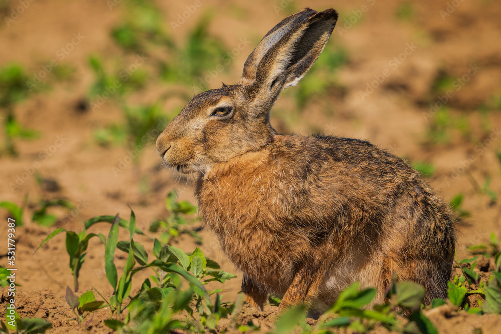 Fototapeta premium The European hare (Lepus europaeus), also known as the brown hare, is a species of hare native to Europe and parts of Asia.