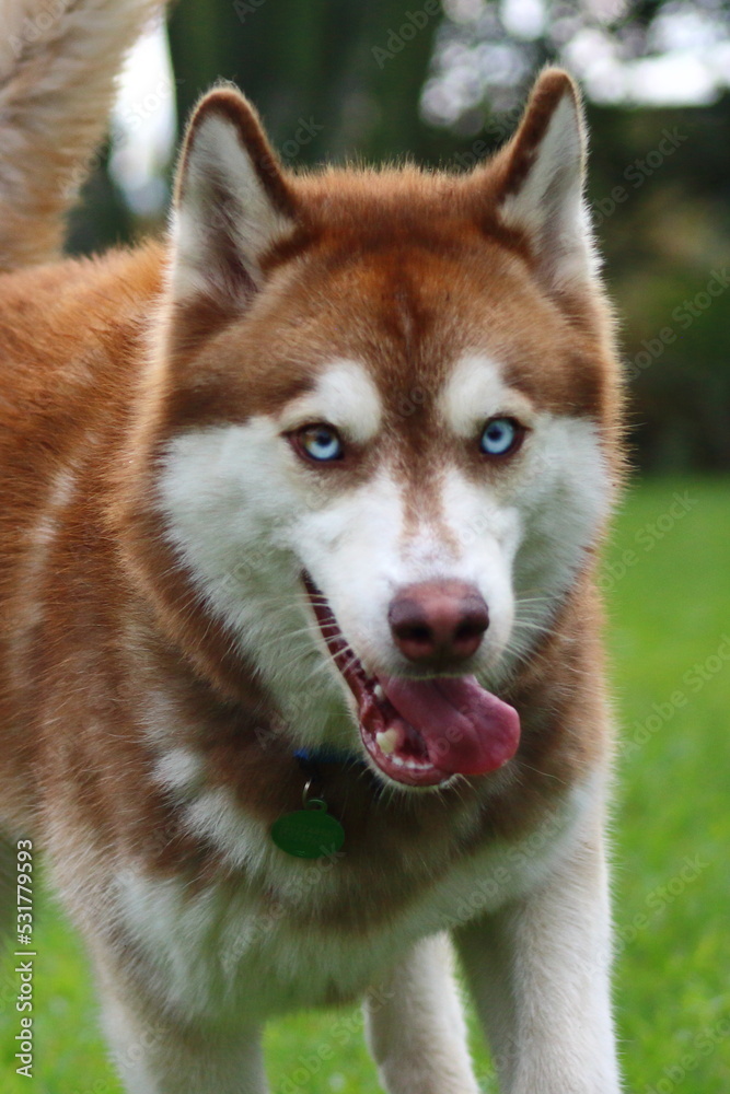 Red Siberian Husky close up Red Siberian Husky close up
