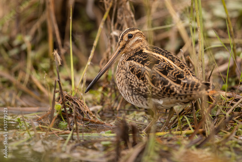 Common snipe, gallinago gallinago, sitting on the ground and hiding in a vegetation of wetland. Wading bird with long beak and brown camouflaging feathers on riverside.