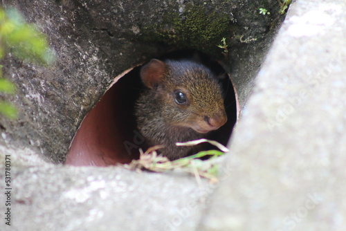 Baby agouti photo