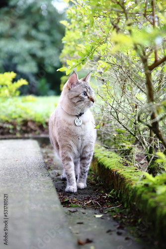 Photography Cute cat in the wild