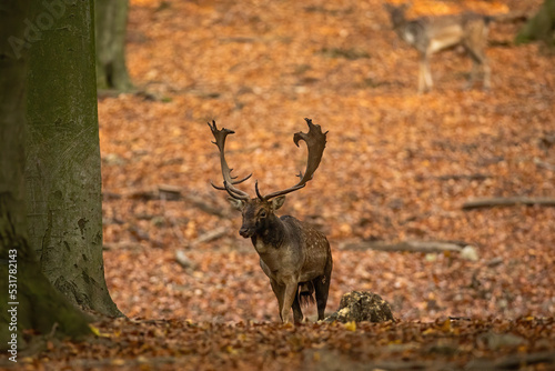 Fallow deer  dama dama  approaching on foliage in forest in autumn. Male spotted mammal walking in woodland in fall. Stag moving on leaves in color environment.