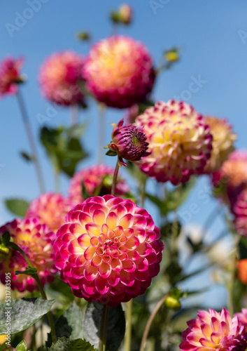Stunning pink and yellow dahlia flowers by the name Hapet Daydream, photographed with a macro lens on a sunny day in early autumn at Wisley, near Woking in Surrey UK.