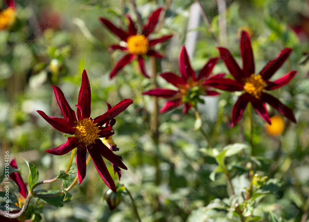 Stunning deep red star shaped dahlia flowers by the name Verrone's Obsidian, photographed with a macro lens on a sunny day in late summer in a garden at RHS Wisley, near Woking in Surrey UK
