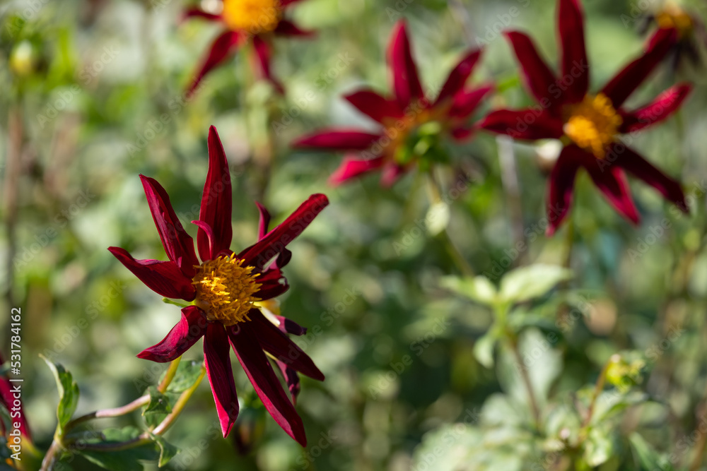 Stunning deep red star shaped dahlia flowers by the name Verrone's Obsidian, photographed with a macro lens on a sunny day in late summer in a garden at RHS Wisley, near Woking in Surrey UK Stunning deep red star shaped dahlia flowers by the name Verrone's Obsidian, photographed with a macro lens on a sunny day in late summer in a garden at RHS Wisley, near Woking in Surrey UK