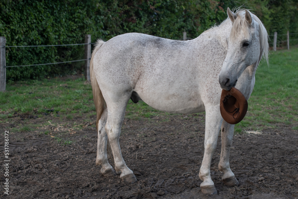 Obraz premium Weißes Pferd steht auf einem Feld