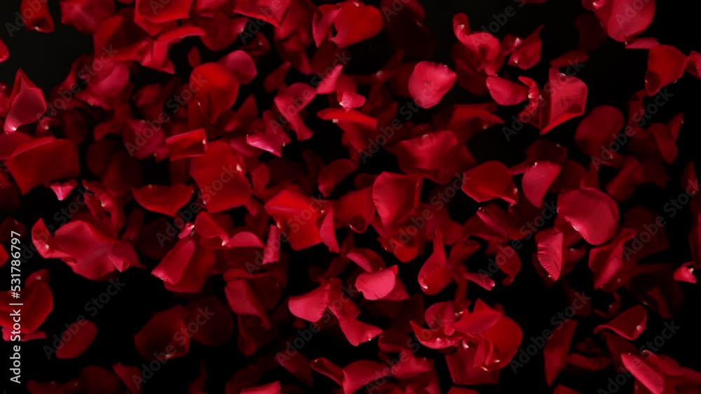 Super slow motion shot of flying red rose petals towards camera isolated on black at 1000 fps.