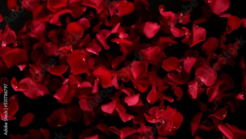 Super slow motion shot of flying red rose petals towards camera isolated on black at 1000 fps.