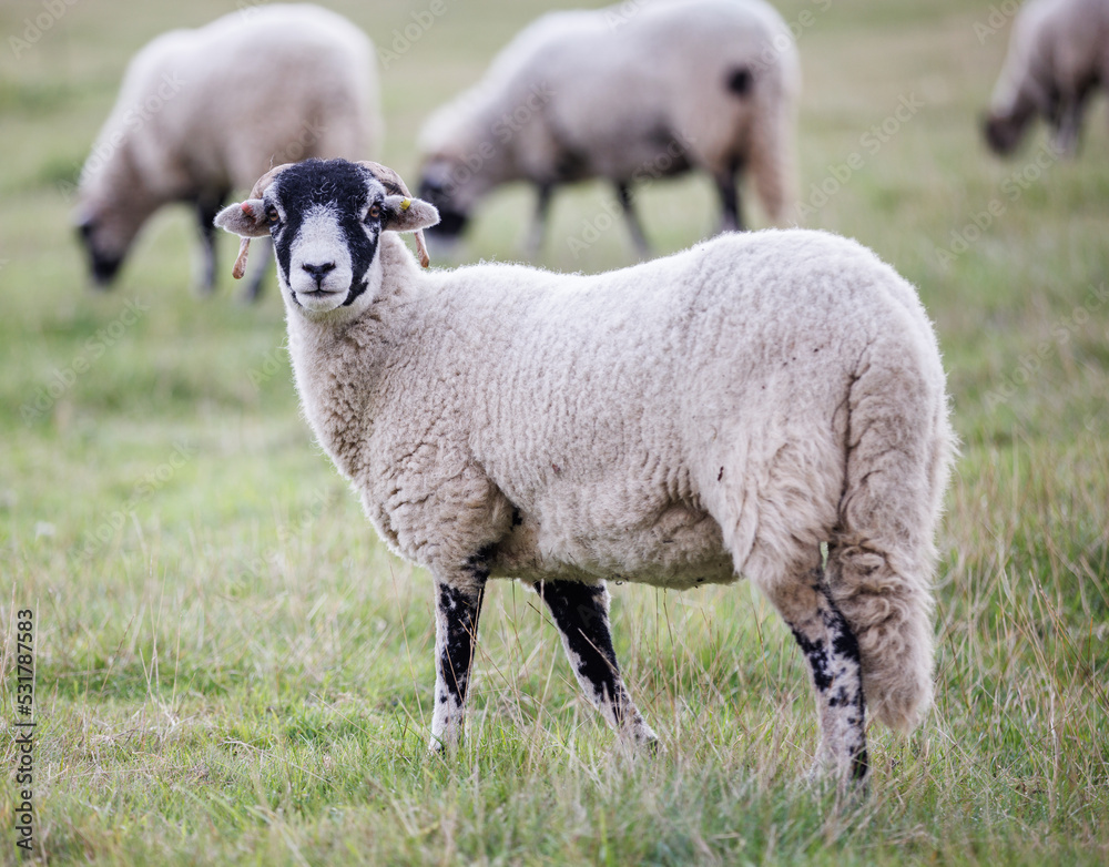 Swaledale ewe in field, more sheep in background Swaledale ewe in field, more sheep in background