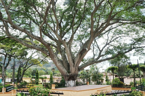 Ceiba Parque Duyure